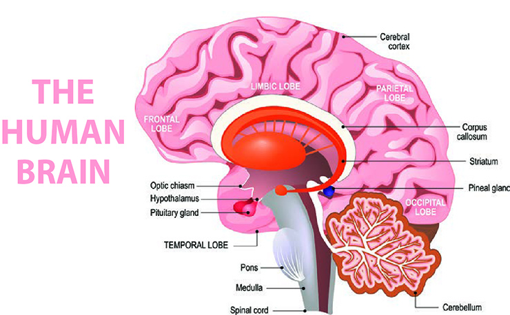 The Human Brain Showing the Location of the Pineal Gland