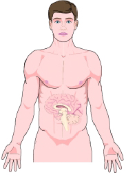 The Abdominal Brain is considered the cause of migraines and other neurological syndromes.