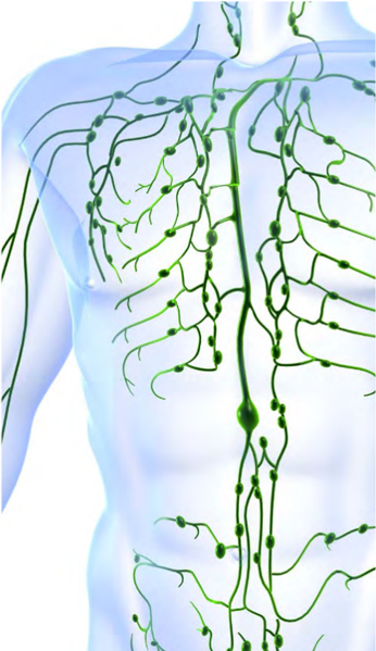 lymphatic system